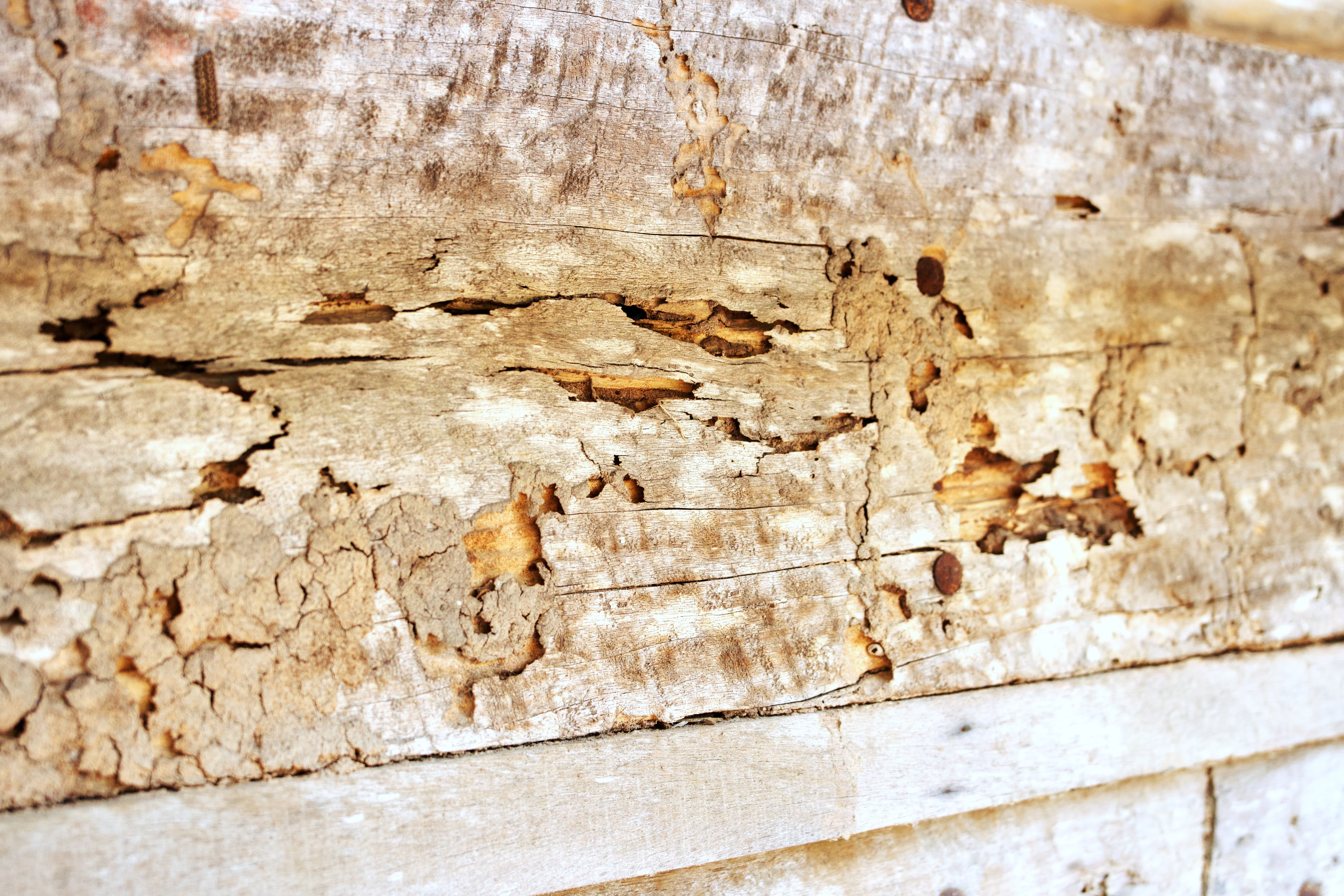 5 Warning Signs Your Home Has a Termite Problem