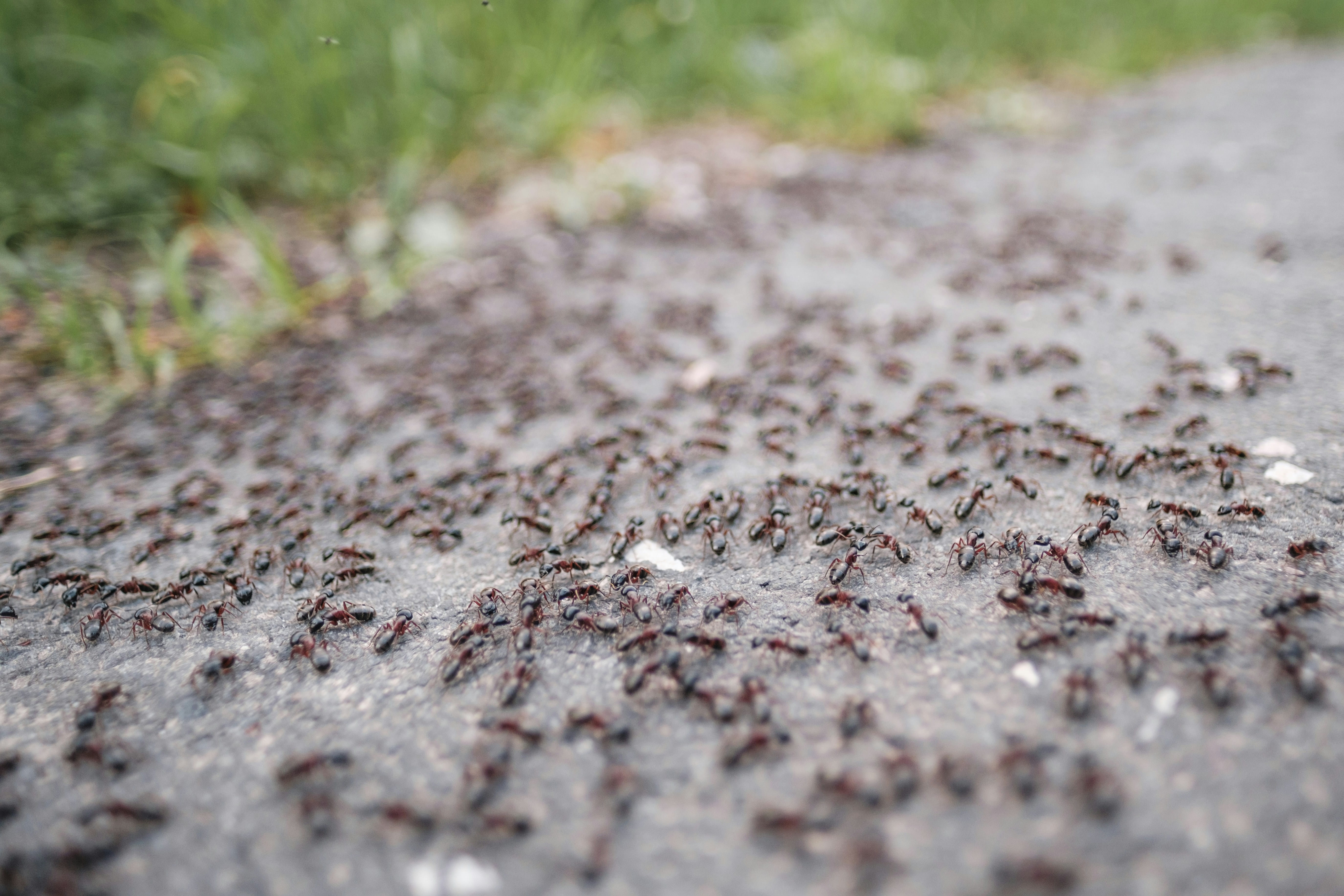 Ant Control
