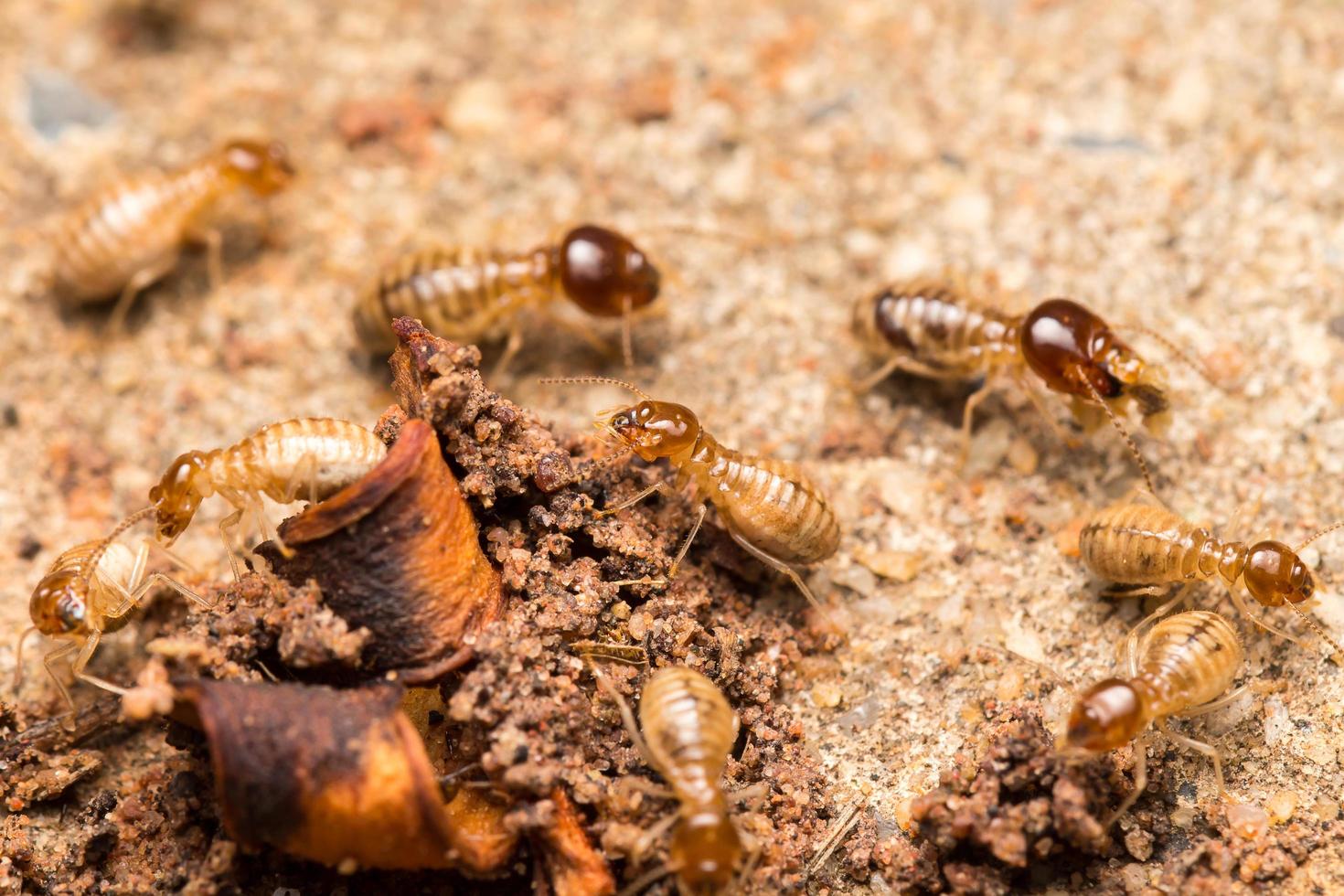 Termite Control